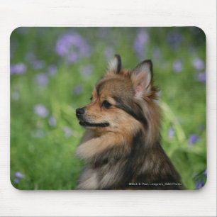 Pomeranian Headshotsitta Musmatta