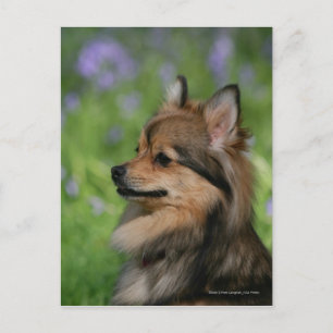 Pomeranian Headshotsitta Vykort
