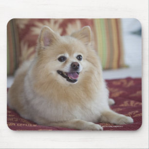 Pomeranian hund i älsklings- vänligt hotellrum musmatta