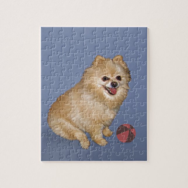 Pomeranian hund med boll pussel (Vertikal)