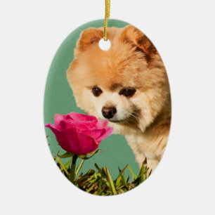 Pomeranian hund- och roprydnad julgransprydnad keramik