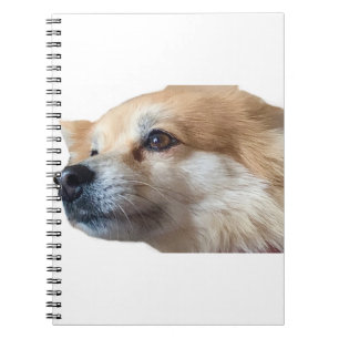 Pomeranian Hund Puppy Pmamma Pommie Pet Anteckningsbok