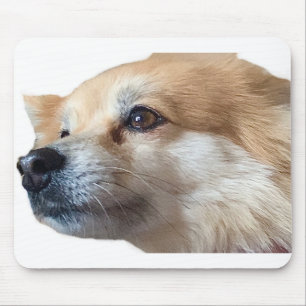 Pomeranian Hund Puppy Pmamma Pommie Pet Musmatta