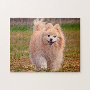 Pomeranian Hund. Pussel