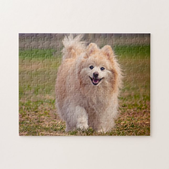 Pomeranian Hund. Pussel (Horisontell)
