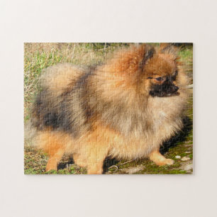 Pomeranian Hund. Pussel