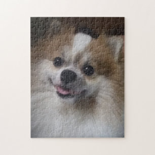 Pomeranian hund pussel
