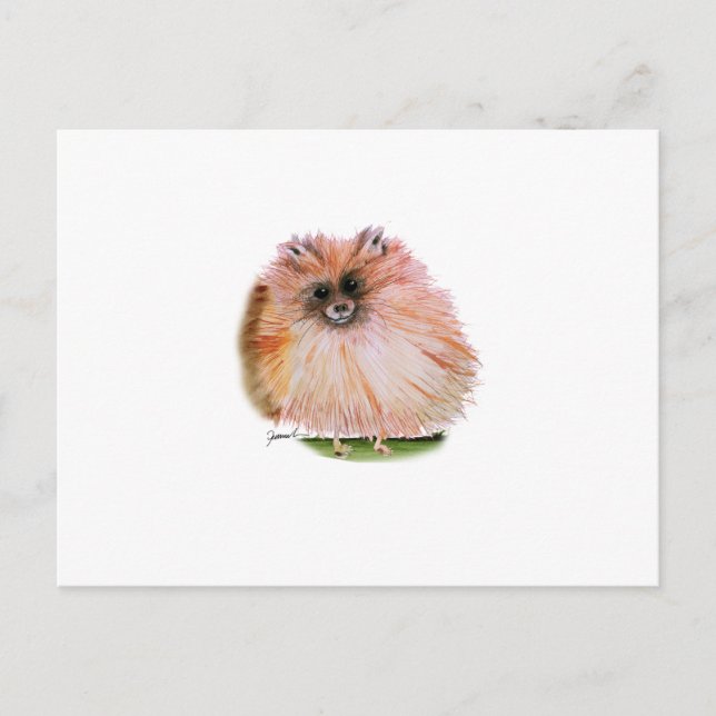 pomeranian hund, tony fernandes vykort (Framsida)