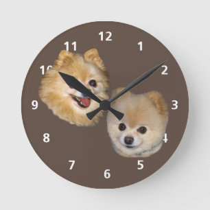 Pomeranian hundanpassade rund klocka