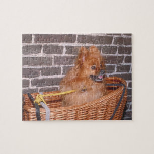 Pomeranian hundpussel pussel