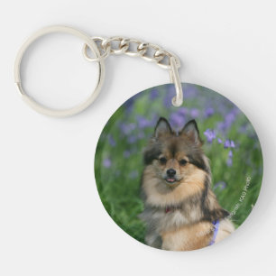 Pomeranian i gräset