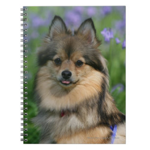 Pomeranian i gräset anteckningsbok