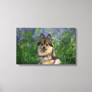 Pomeranian i gräset canvastryck