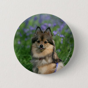 Pomeranian i gräset knapp