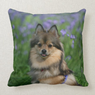 Pomeranian i gräset kudde