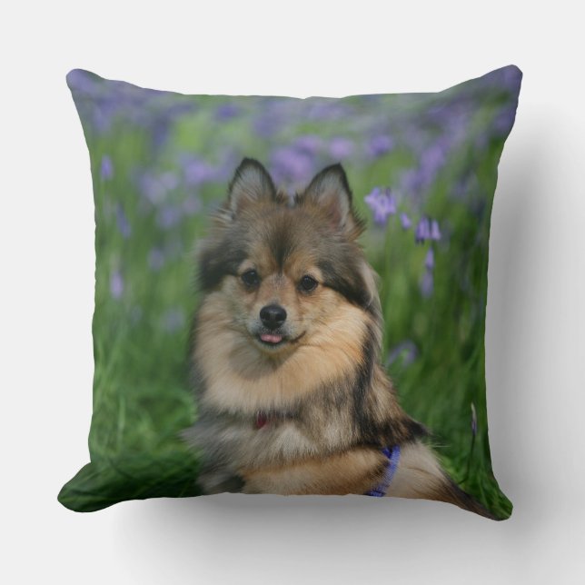 Pomeranian i gräset kudde (Framsida)