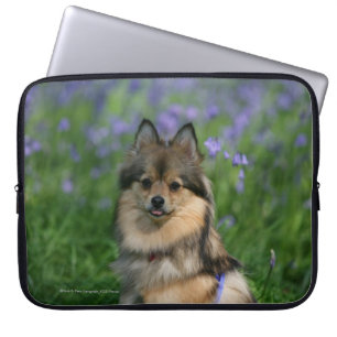 Pomeranian i gräset laptop sleeve