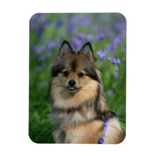 Pomeranian i gräset magnet