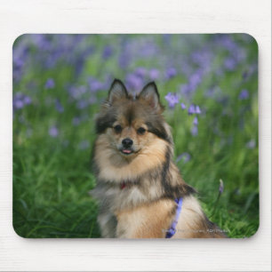 Pomeranian i gräset musmatta