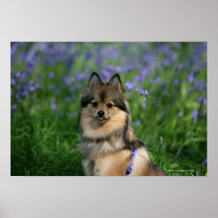 Pomeranian i gräset poster