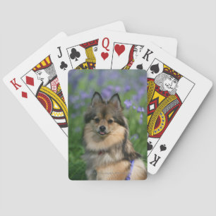 Pomeranian in the Grass Casinokort