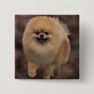 Pomeranian Knapp