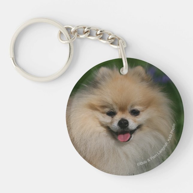 Pomeranian le (Framsidan)