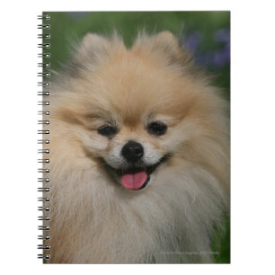 Pomeranian le anteckningsbok