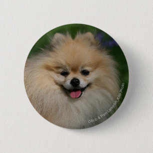 Pomeranian le knapp