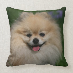 Pomeranian le kudde