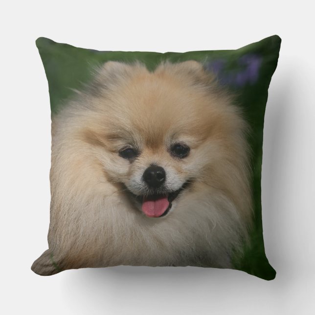 Pomeranian le kudde (Framsida)