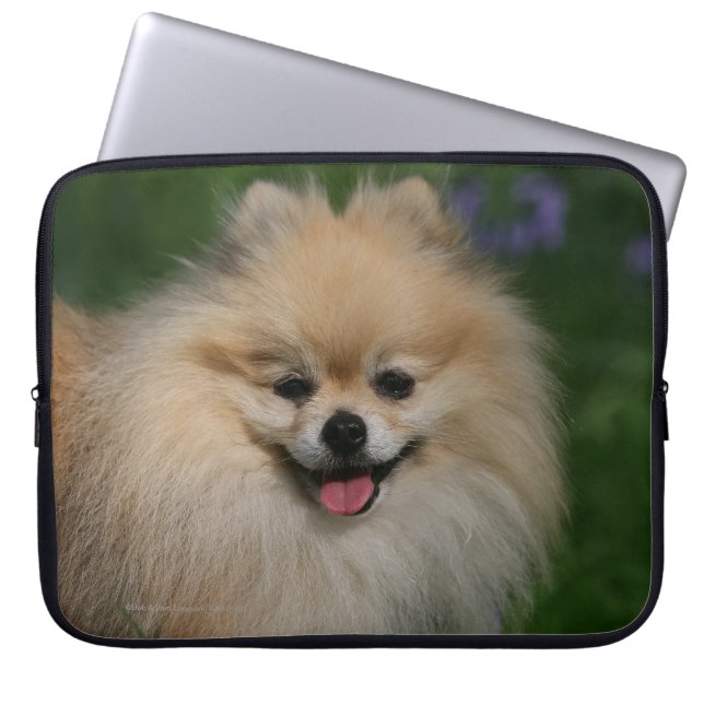 Pomeranian le laptop sleeve (Framsidan)