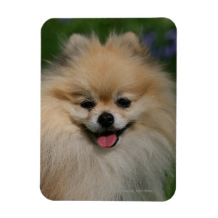 Pomeranian le magnet