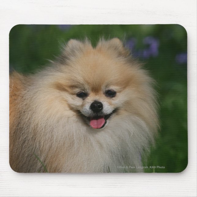 Pomeranian le musmatta (Framsidan)