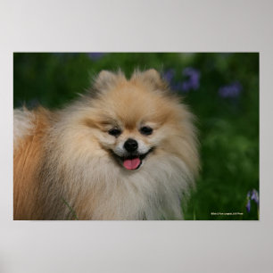 Pomeranian le poster
