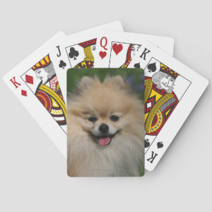 Pomeranian le spel kort