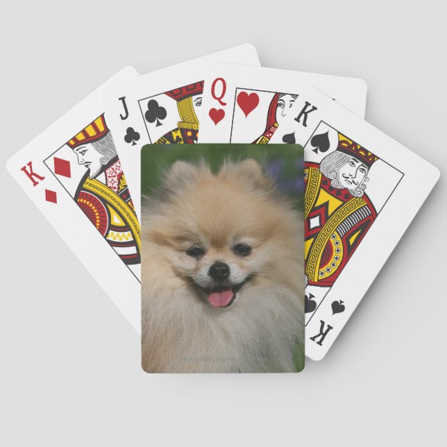 Pomeranian le spel kort (Baksidan)