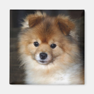 Pomeranian magnet - "baby ",
