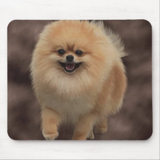 Pomeranian Musmatta