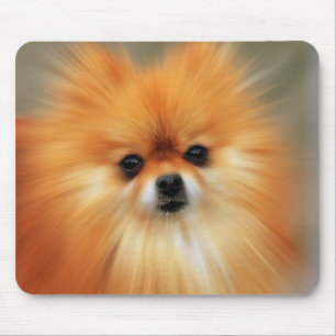 Pomeranian Musmatta