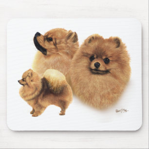 Pomeranian Musmatta