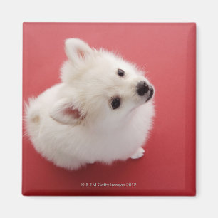 Pomeranian på det rött mattar magnet