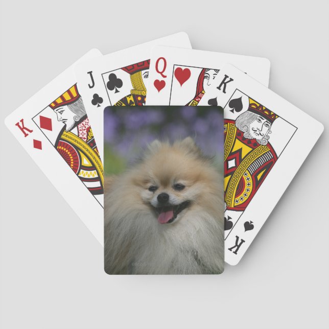Pomeranian Panting Spel Kort (Baksidan)