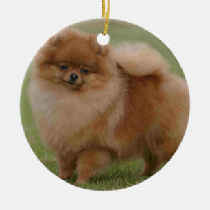 Pomeranian perfektion, julgransprydnad keramik