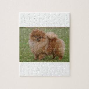 Pomeranian perfektion, pussel
