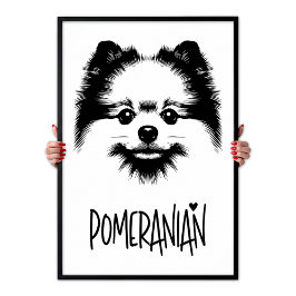 Pomeranian Pop Art Svart & Vitt Chic Estetik Poster