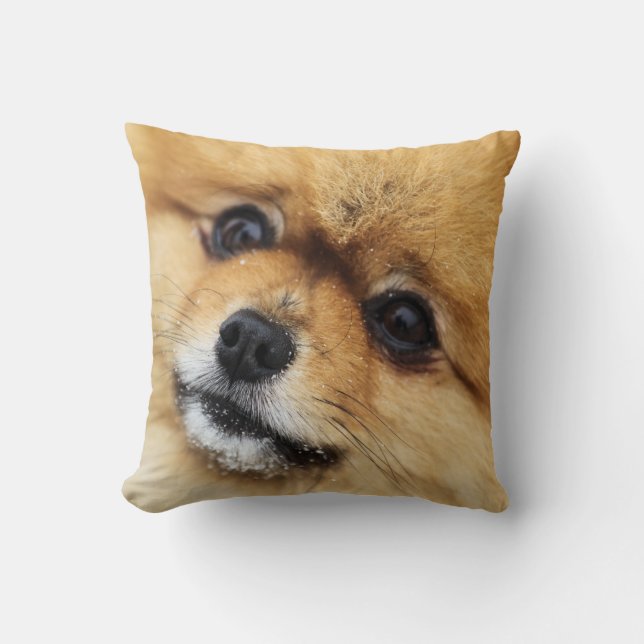 Pomeranian porträtt kudde (Framsida)