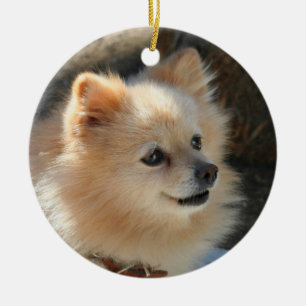 Pomeranian prydnad julgransprydnad keramik