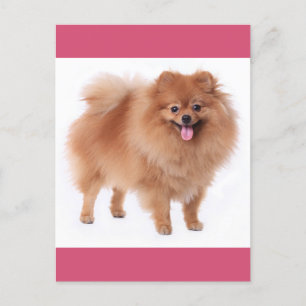 Pomeranian Puppy Hund Blank-kort Vykort