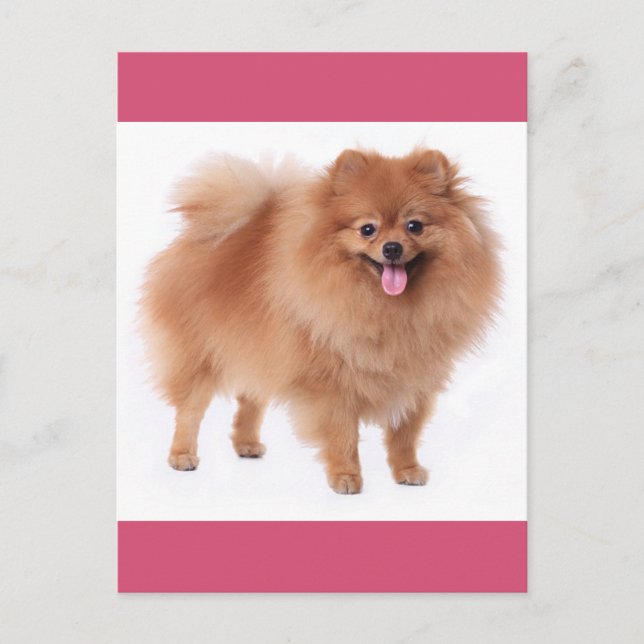Pomeranian Puppy Hund Blank-kort Vykort (Framsida)